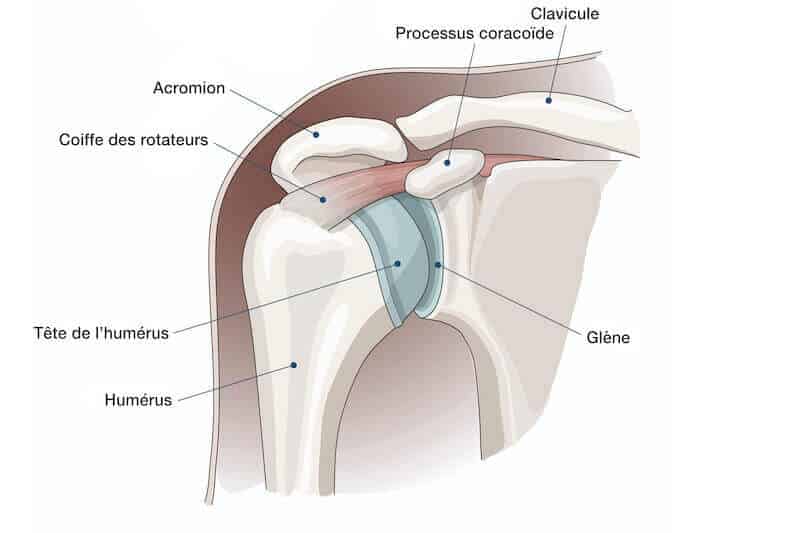 Chirurgie de l'Épaule